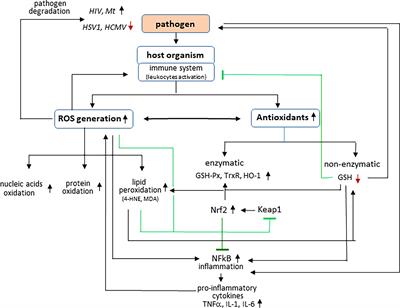 Redox Imbalance and Its Metabolic Consequences in Tick-Borne Diseases